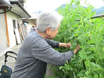 あさぎり菜園 7